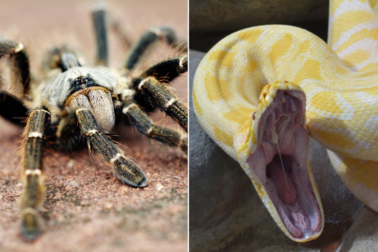 most common nightmares